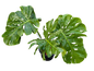 Monstera Deliciosa “NOID” - Actual Plant