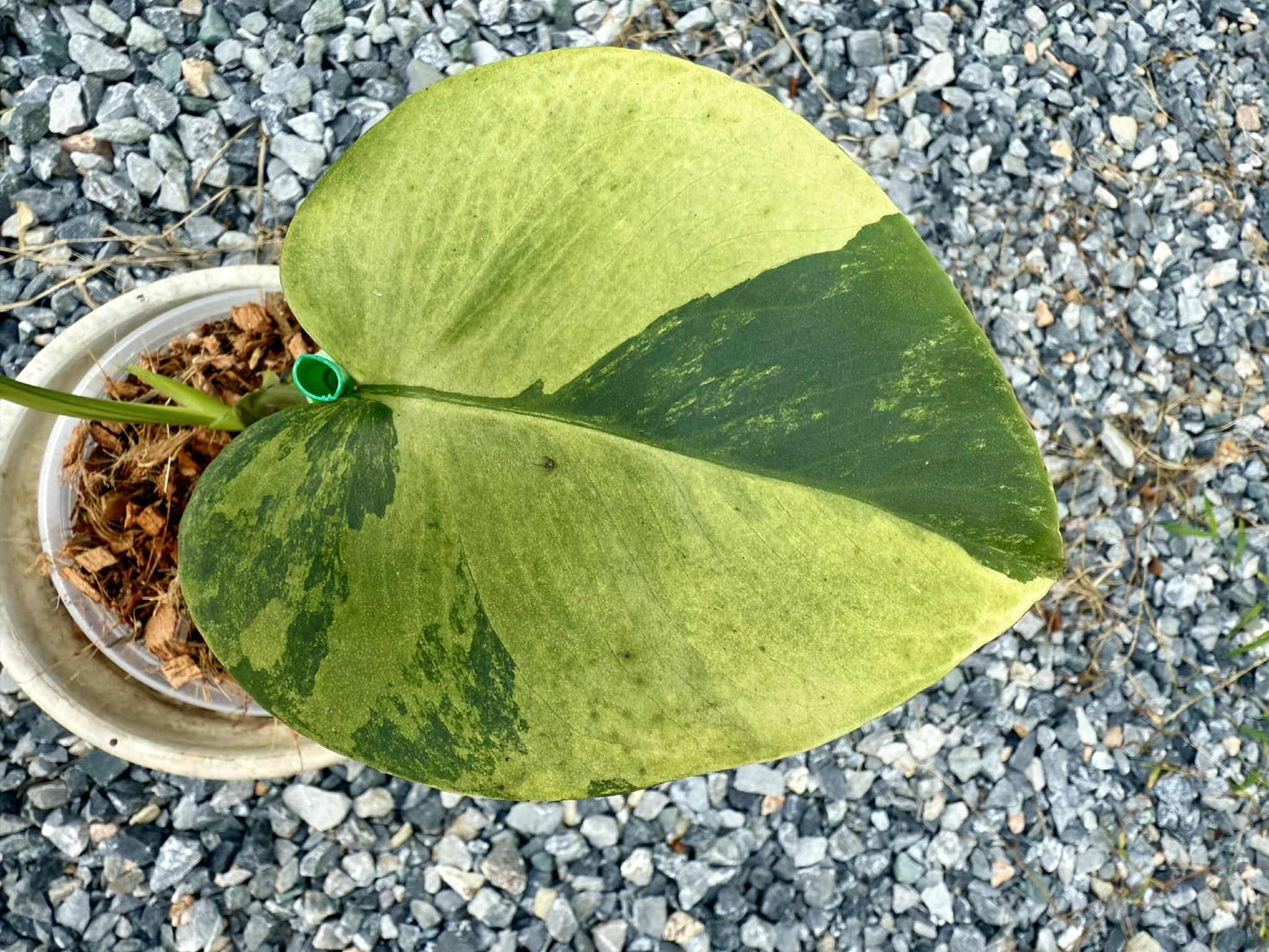 Monstera Deliciosa “NOID” - Actual Plant