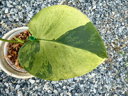 Monstera Deliciosa “NOID” - Actual Plant