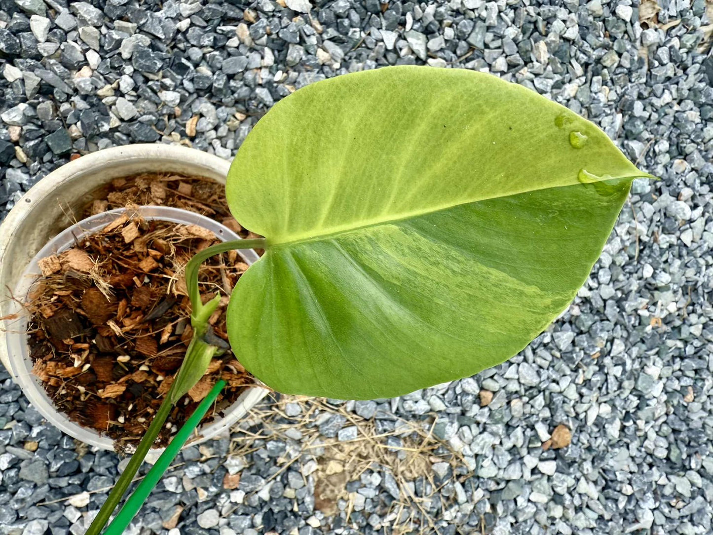 Monstera Deliciosa “NOID” - Actual Plant