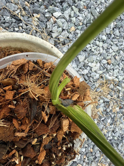 Monstera Deliciosa “NOID” - Actual Plant