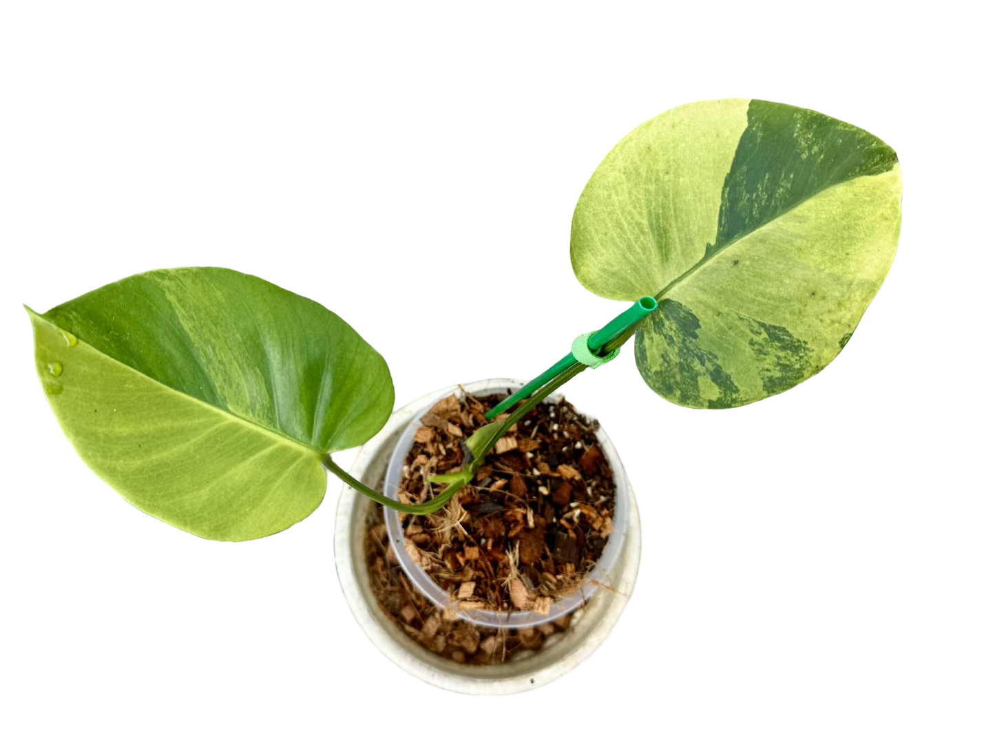 Monstera Deliciosa “NOID” - Actual Plant