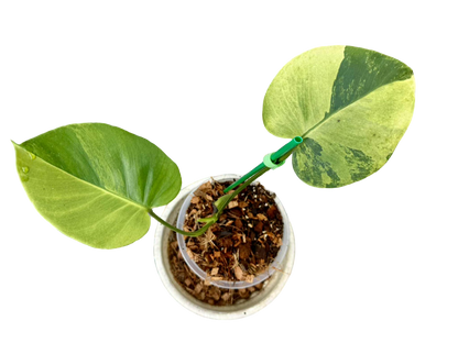 Monstera Deliciosa “NOID” - Actual Plant