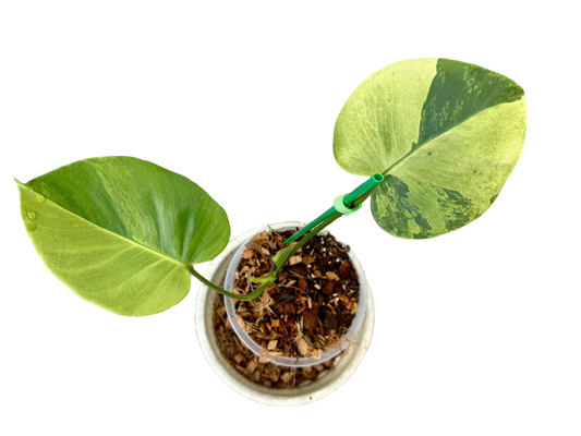 Monstera Deliciosa “NOID” - Actual Plant