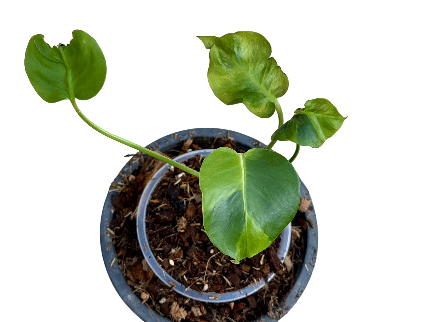 Monstera Deliciosa “NOID” - Actual Plant