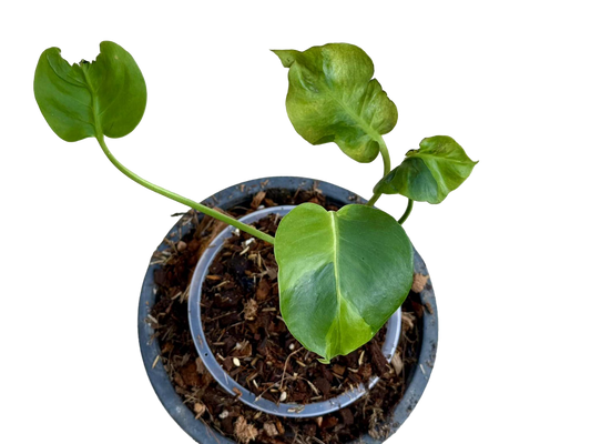 Monstera Deliciosa “NOID” - Actual Plant