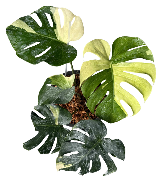 Monstera Deliciosa “NOID” - Actual Plant