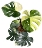Monstera Deliciosa “NOID” - Actual Plant