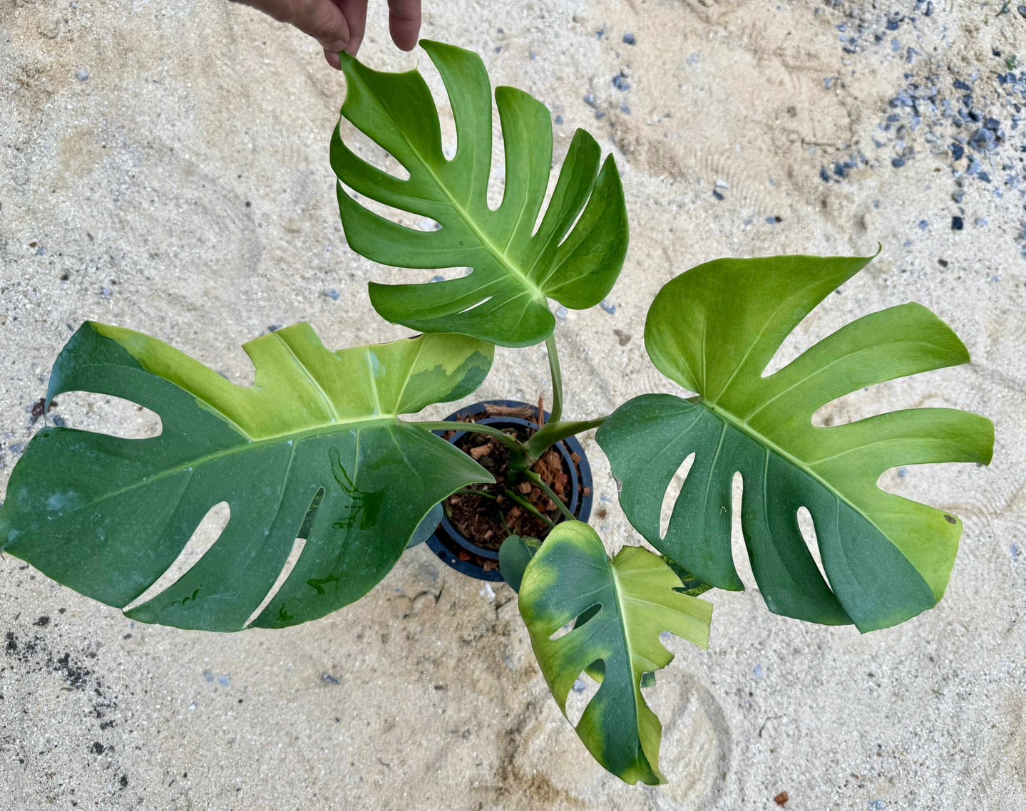 Monstera Deliciosa “NOID” - Actual Plant