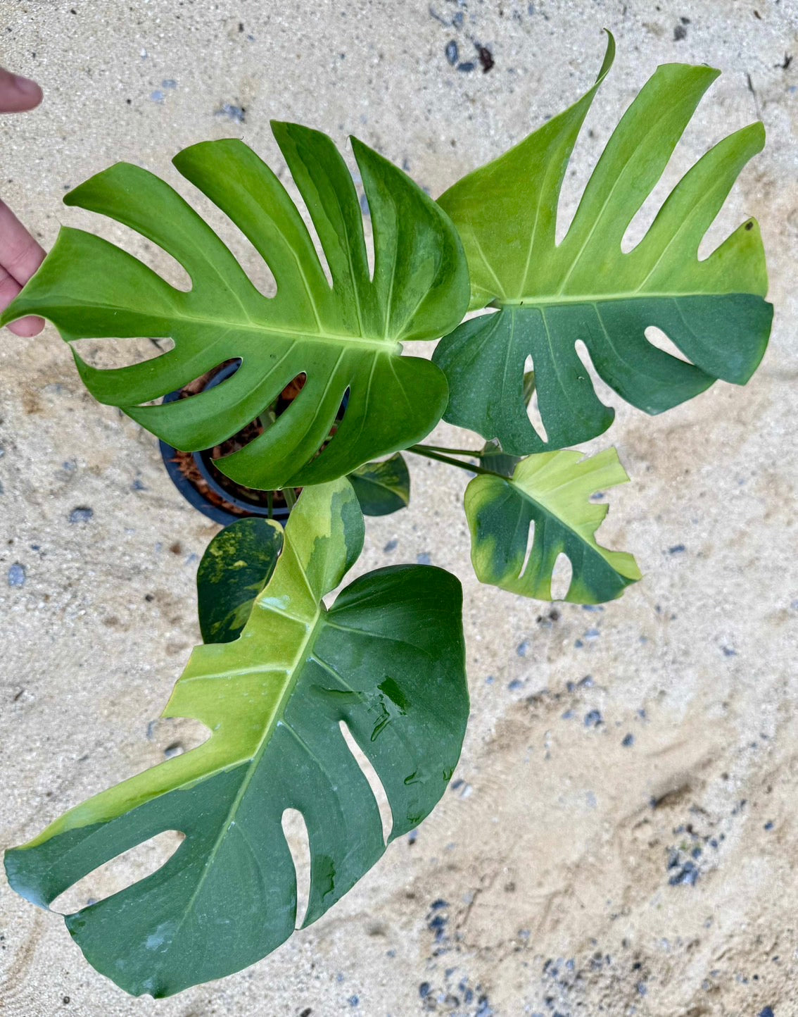 Monstera Deliciosa “NOID” - Actual Plant
