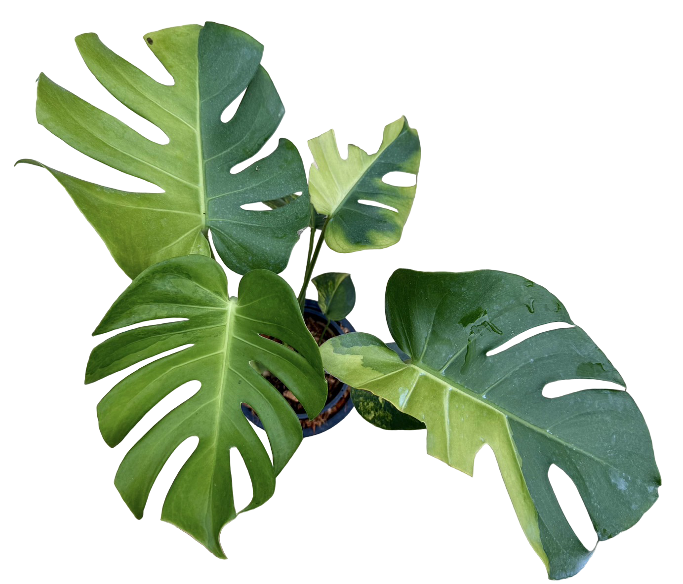 Monstera Deliciosa “NOID” - Actual Plant