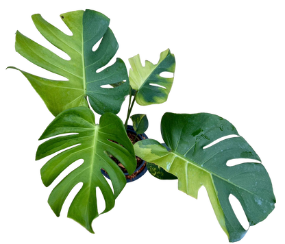 Monstera Deliciosa “NOID” - Actual Plant