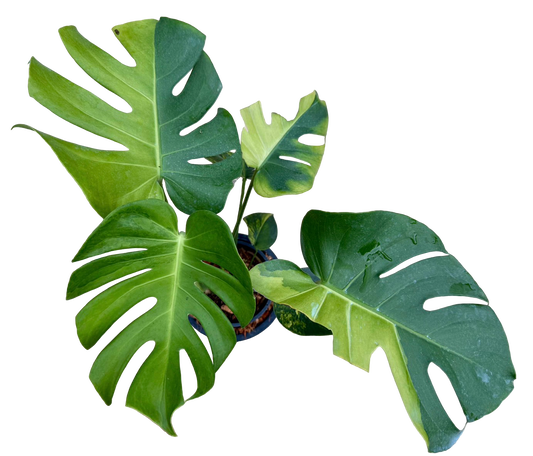Monstera Deliciosa “NOID” - Actual Plant