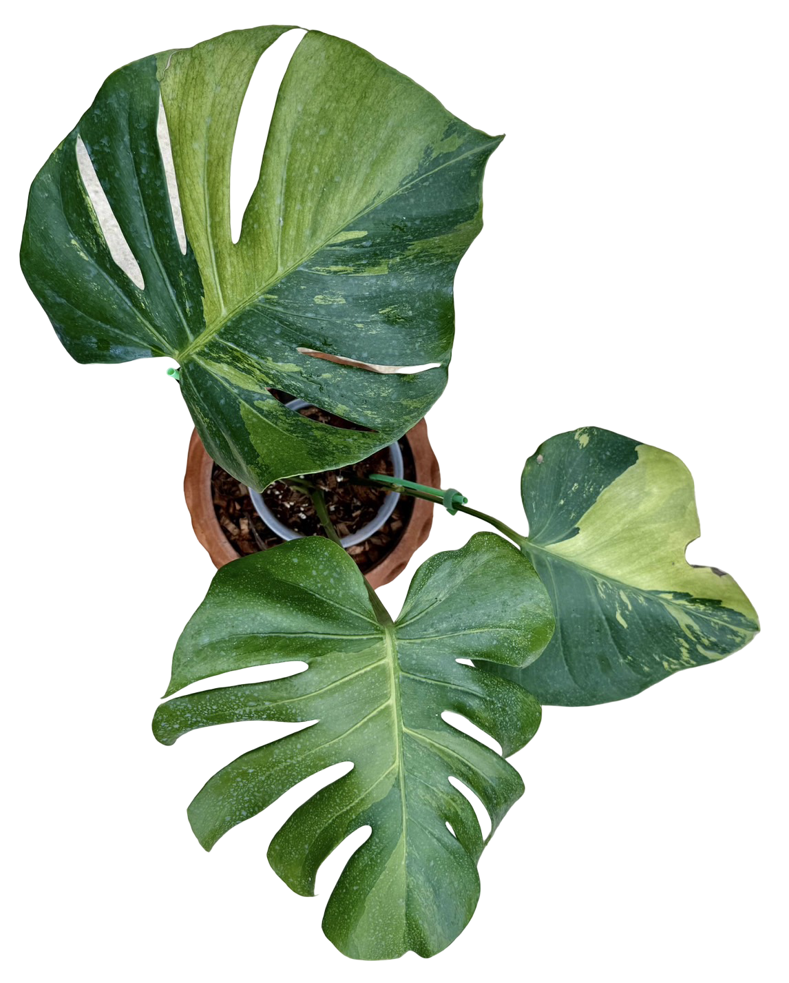 Monstera Deliciosa “NOID” - Actual Plant