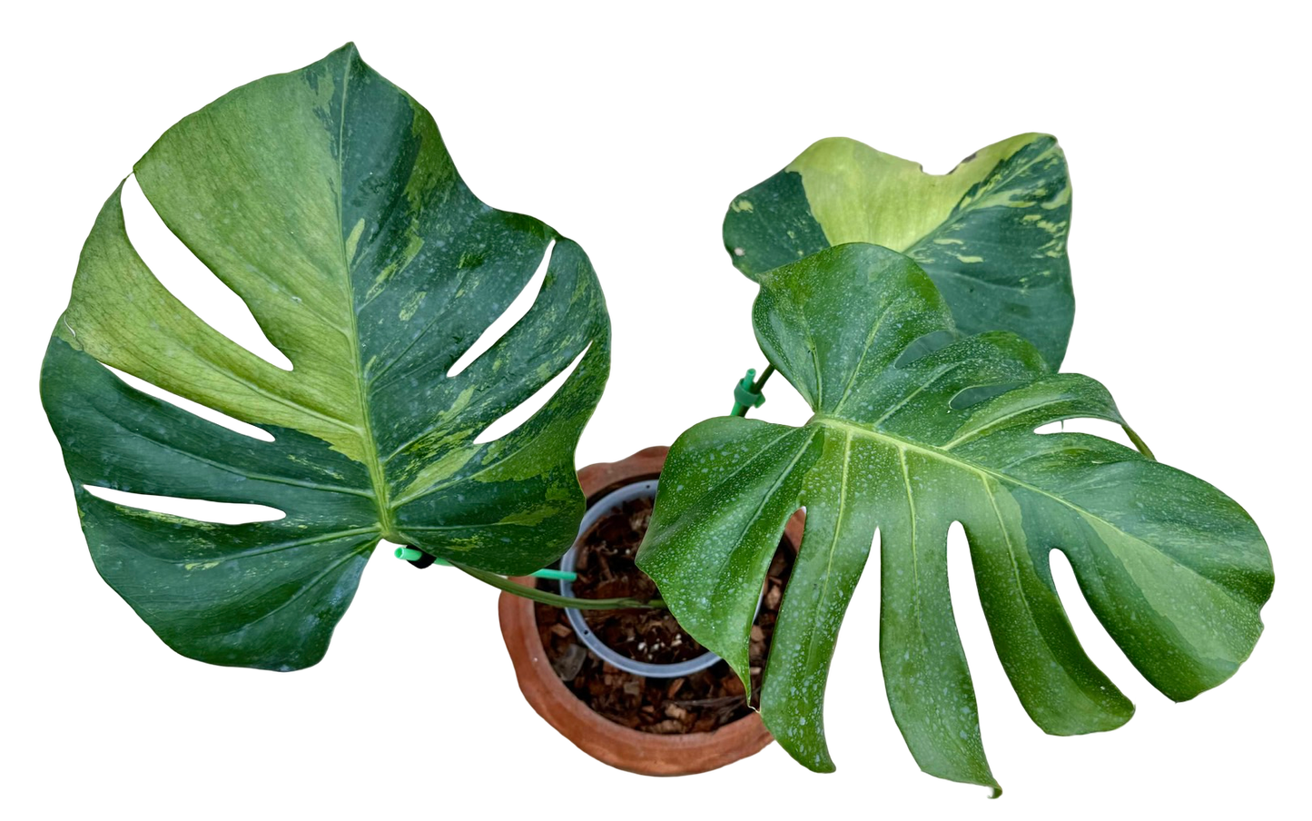 Monstera Deliciosa “NOID” - Actual Plant