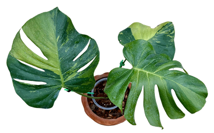 Monstera Deliciosa “NOID” - Actual Plant