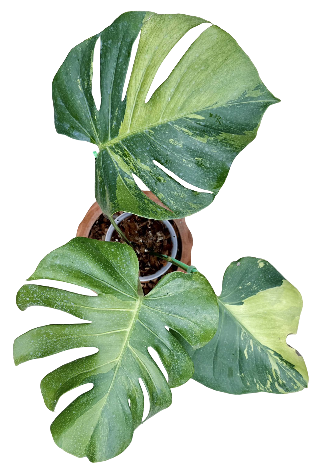 Monstera Deliciosa “NOID” - Actual Plant