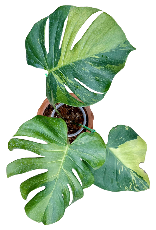 Monstera Deliciosa “NOID” - Actual Plant
