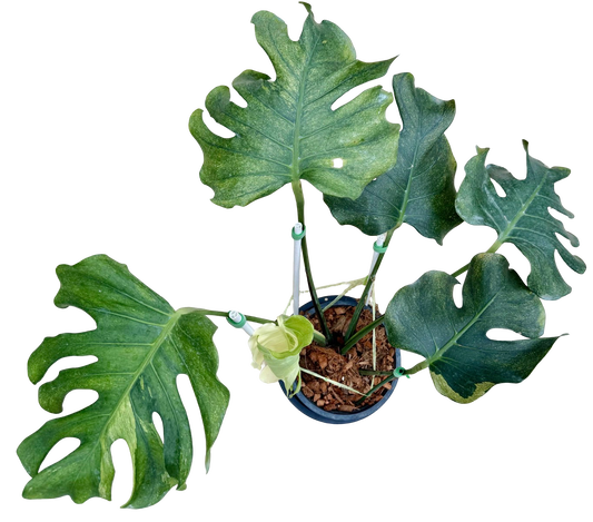 Monstera Deliciosa “NOID” - Actual Plant