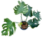 Monstera Deliciosa “NOID” - Actual Plant