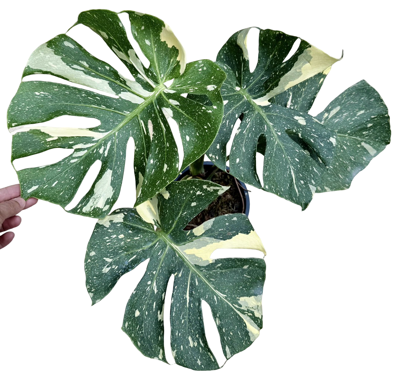 Monstera Thai Constellation “Platinum ” Cup” – (Actual Plant)