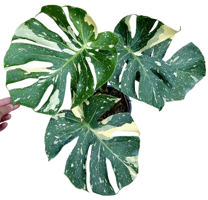 Monstera Thai Constellation “Platinum ” Cup” – (Actual Plant)