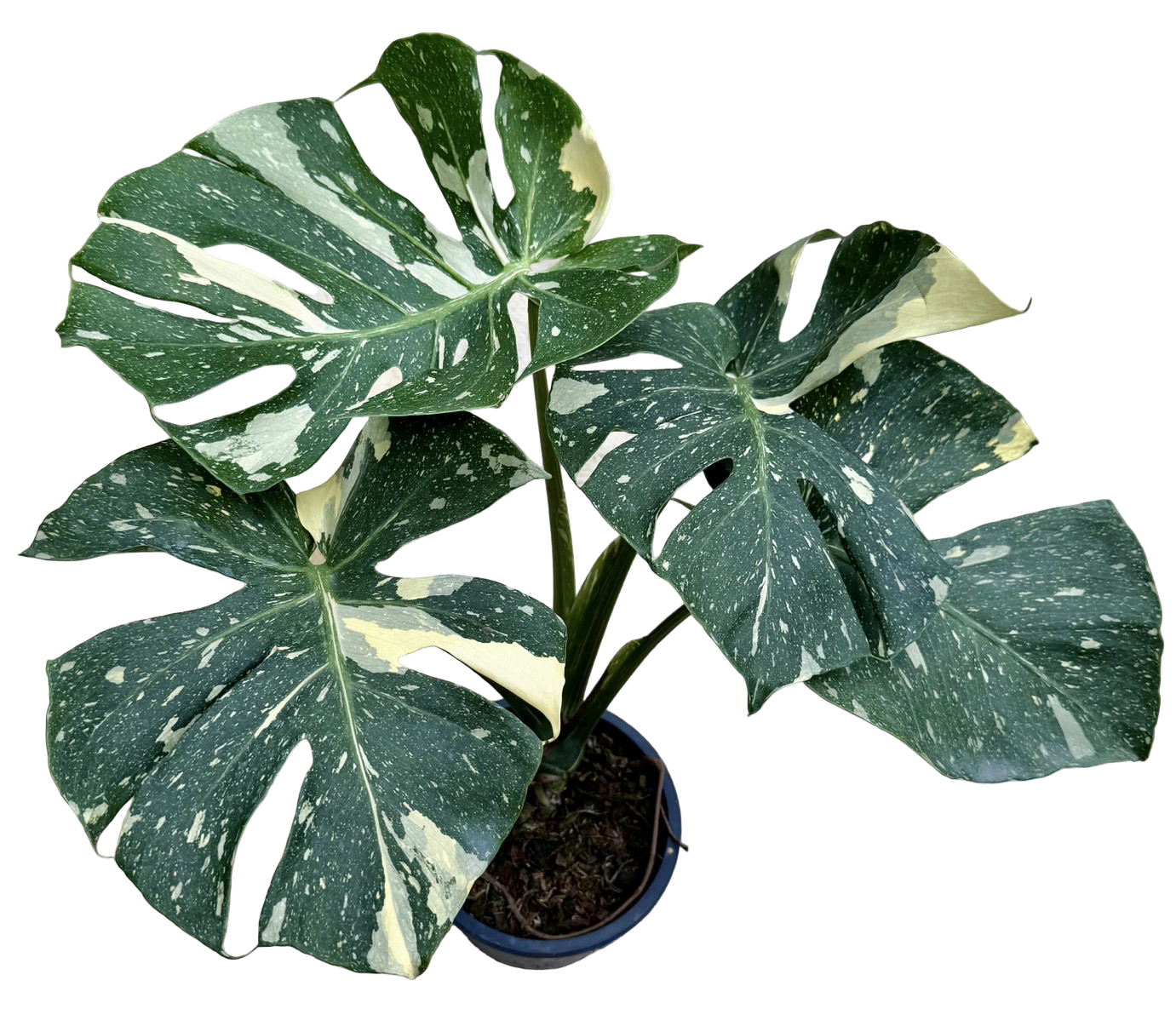 Monstera Thai Constellation “Platinum ” Cup” – (Actual Plant)