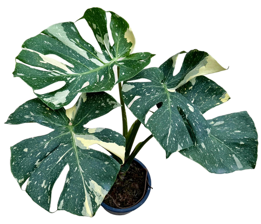 Monstera Thai Constellation “Platinum ” Cup” – (Actual Plant)