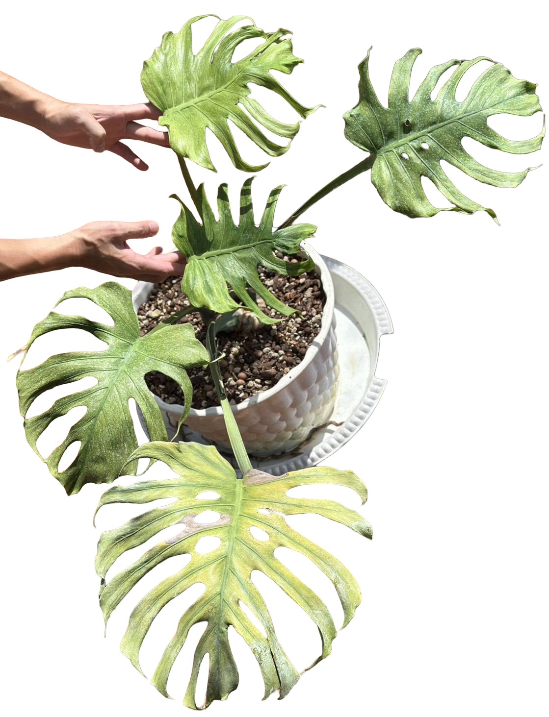 Monstera Deliciosa “Jade Goblin (Octopus)” – (Actual Plant) Big Size