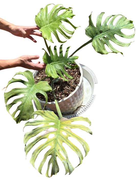 Monstera Deliciosa “Jade Goblin (Octopus)” – (Actual Plant) Big Size