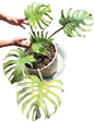 Monstera Deliciosa “Jade Goblin (Octopus)” – (Actual Plant) Big Size