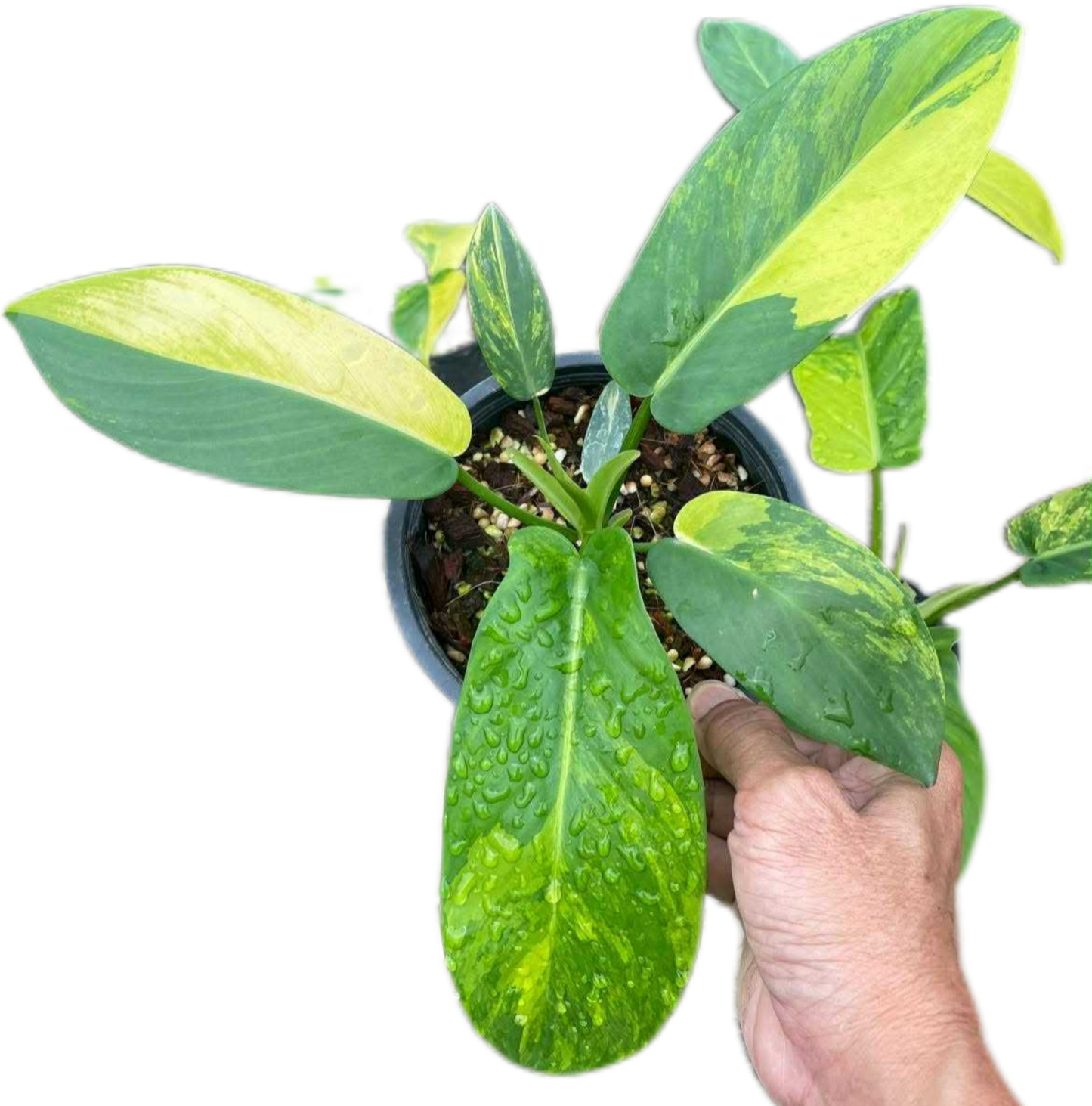 Philodendron Squamiferum × Green Congo Hybrid Variegated