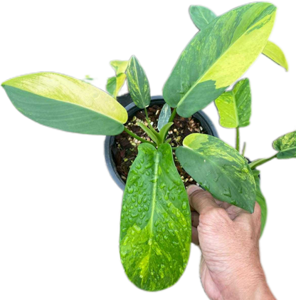 Philodendron Squamiferum × Green Congo Hybrid Variegated