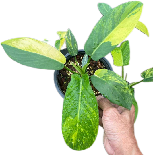 Philodendron Squamiferum × Green Congo Hybrid Variegated