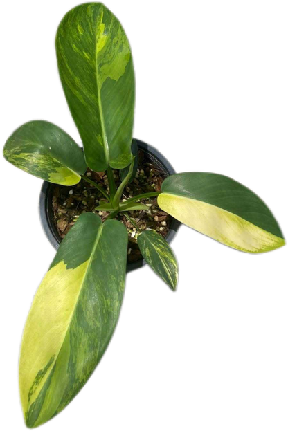 Philodendron Squamiferum × Green Congo Hybrid Variegated
