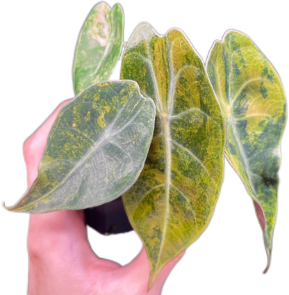 Alocasia Sedenii Aurea Variegated – Plant Tissue Culture (Wholesale) Set of 5 Plants