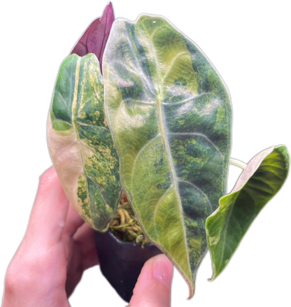 Alocasia Sedenii Aurea Variegated – Plant Tissue Culture (Wholesale) Set of 5 Plants