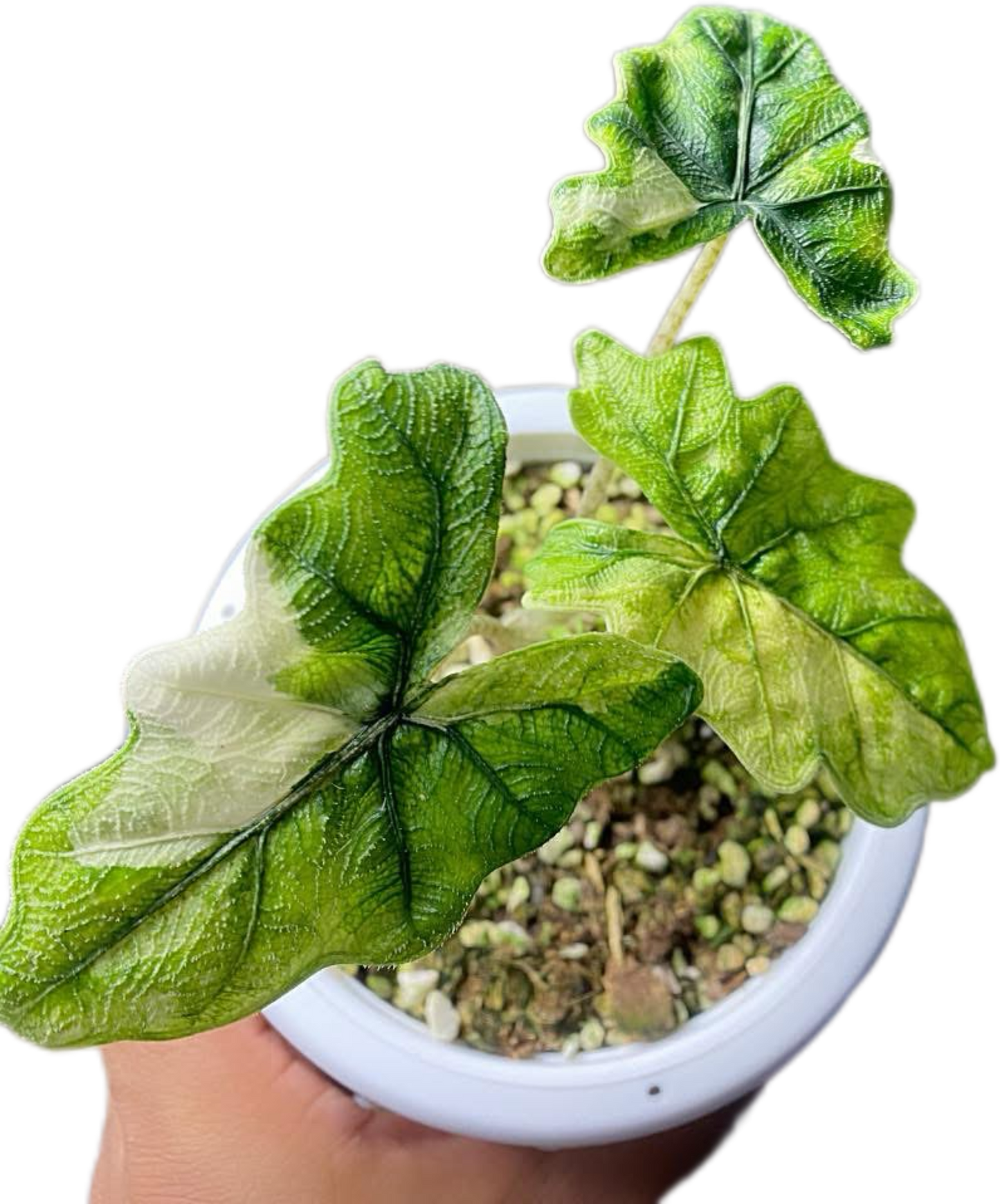 Alocasia Jacklyn Variegated – Plant Tissue Culture (Wholesale) Set of 10 Plants