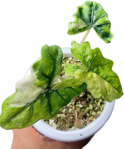 Alocasia Jacklyn Variegated – Plant Tissue Culture (Wholesale) Set of 10 Plants