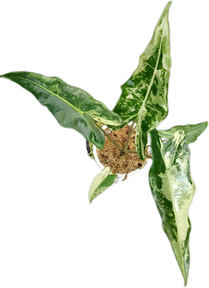 Alocasia Sarian Variegated – Plant Tissue Culture (Wholesale) Set of 10 Plants