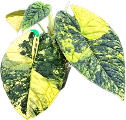 Alocasia Melo Aurea Variegated – Plant Tissue Culture (Wholesale) Set of 5 Plants