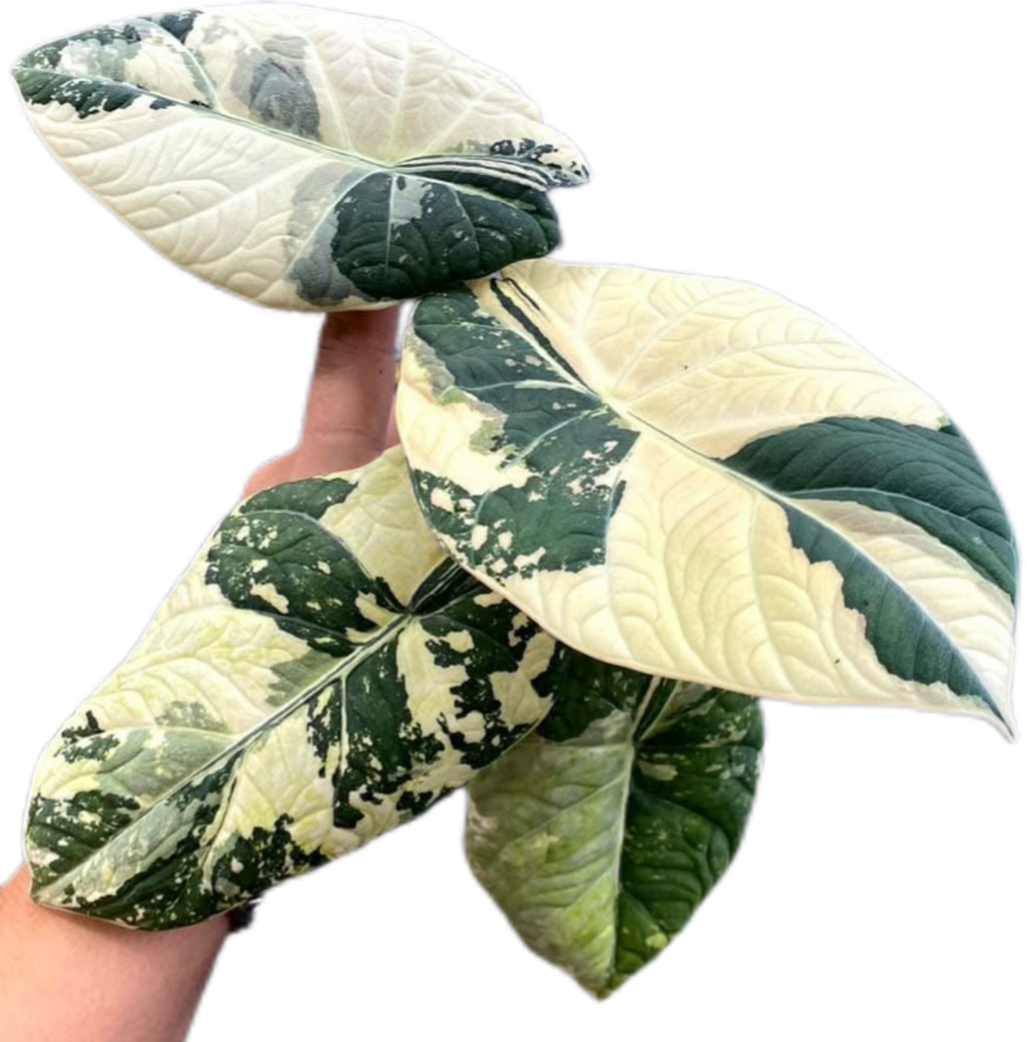 Alocasia Maharani Albo Variegated – Plant Tissue Culture (Wholesale) Set of 5 Plants