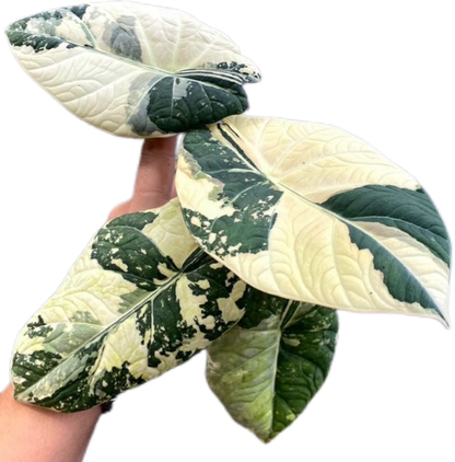 Alocasia Maharani Albo Variegated – Plant Tissue Culture (Wholesale) Set of 5 Plants