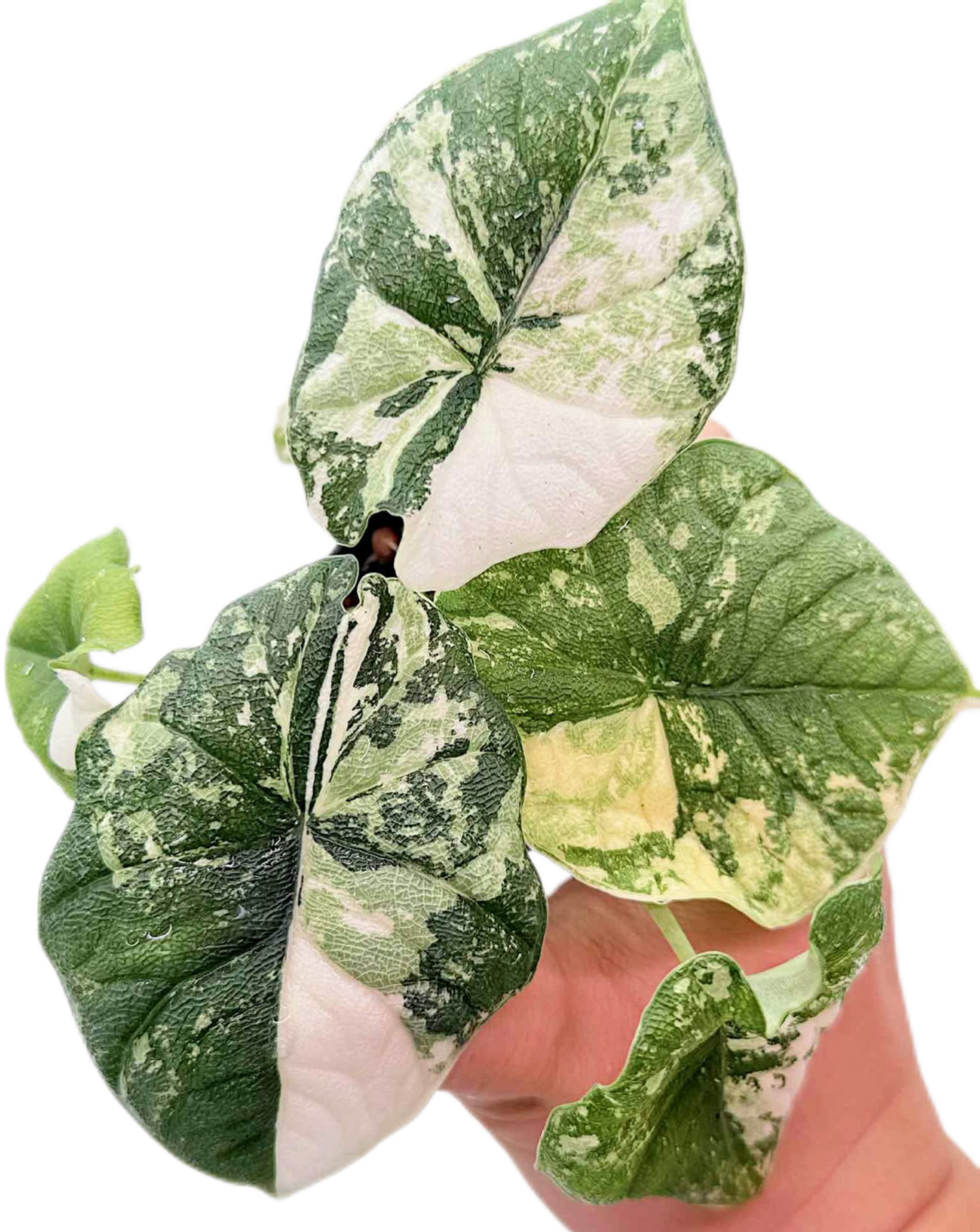 Alocasia Melo Albo Variegated – Plant Tissue Culture (Wholesale) Set of 10 Plants