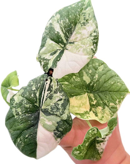 Alocasia Melo Albo Variegated – Plant Tissue Culture (Wholesale) Set of 10 Plants