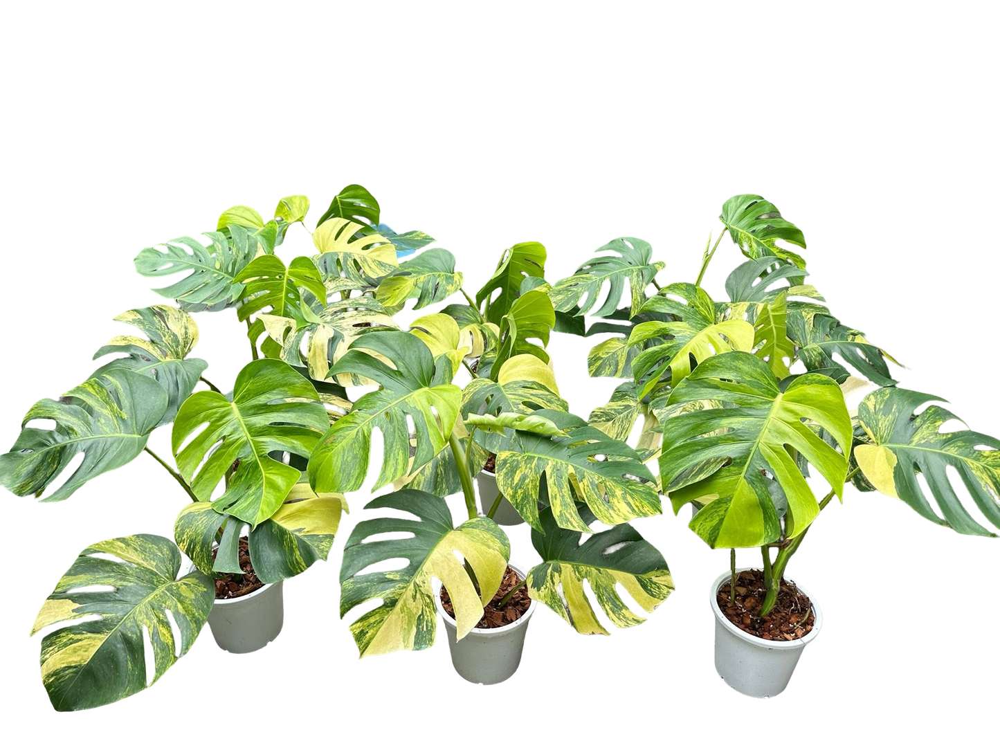 Monstera Aurea Borsigiana Variegated (3–5 Leaves) – Set of 10 Plants | Wholesale