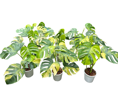 Monstera Aurea Borsigiana Variegated (3–5 Leaves) – Set of 10 Plants | Wholesale