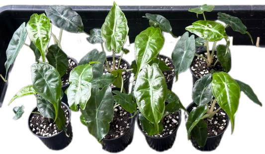 Alocasia “Venom” Wholesale Set of 10 Plants