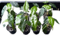 Alocasia “Venom” Wholesale Set of 10 Plants