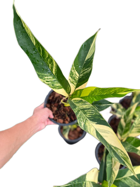 Epipremnum Giganteum Aurea Variegated